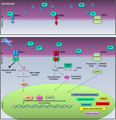 Structural and Functional Significance of the Endoplasmic Reticulum Unfolded Protein Response Transducers and Chaperones at the Mitochondria–ER Contacts: A Cancer Perspective